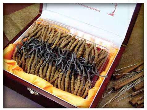 仁兴镇冬虫夏草回收